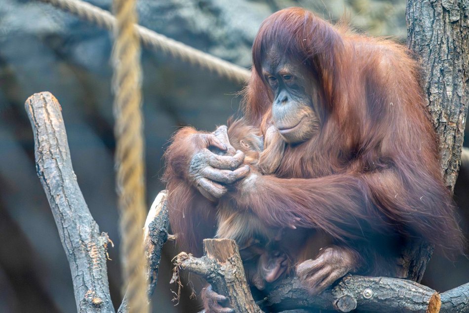 Łódź. Orangutan sumatrzański urodził się w Orientarium Zoo Łódź. To sukces na skalę światową!