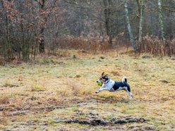 Łódź. Park leśny Podchorążych będzie większy