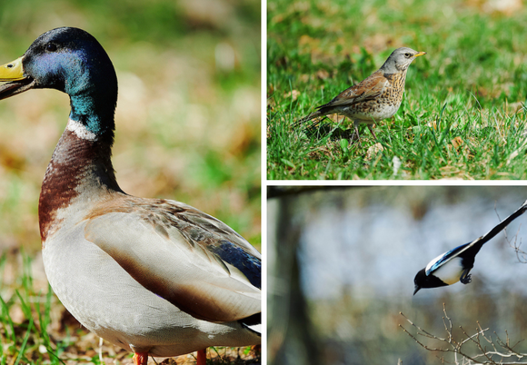 Łódź. Nasi skrzydlaci sąsiedzi. Jakie gatunki ptaków spotkasz wiosną w Łodzi i jak im pomagać?