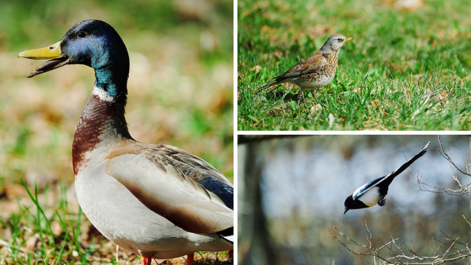 Łódź. Nasi skrzydlaci sąsiedzi. Jakie gatunki ptaków spotkasz wiosną w Łodzi i jak im pomagać?