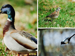 Łódź. Nasi skrzydlaci sąsiedzi. Jakie gatunki ptaków spotkasz wiosną w Łodzi i jak im pomagać?