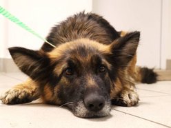 Łódź. Urocza Suzana ze schroniska w Łodzi pragnie miłości. Otwórz swoje serce i adoptuj!