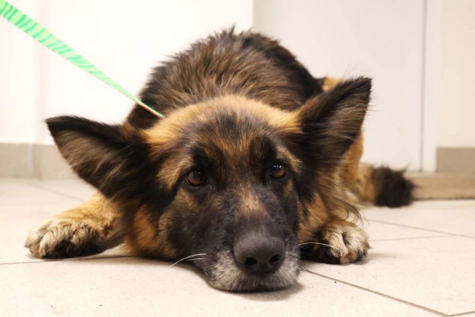Łódź. Urocza Suzana ze schroniska w Łodzi pragnie miłości. Otwórz swoje serce i adoptuj!