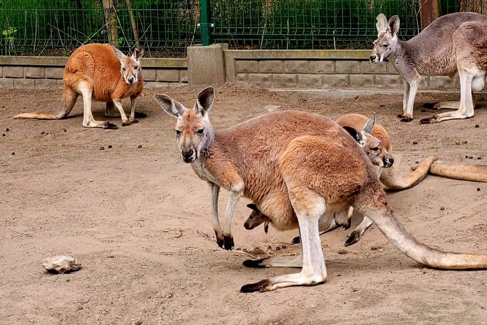 Trzy nowe kangury w Orientarium Zoo Łódź. Zaczynają nieśmiało wyglądać z toreb mam!