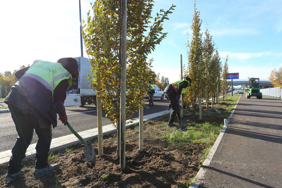 Sadzenie drzew przy Trasie Górna