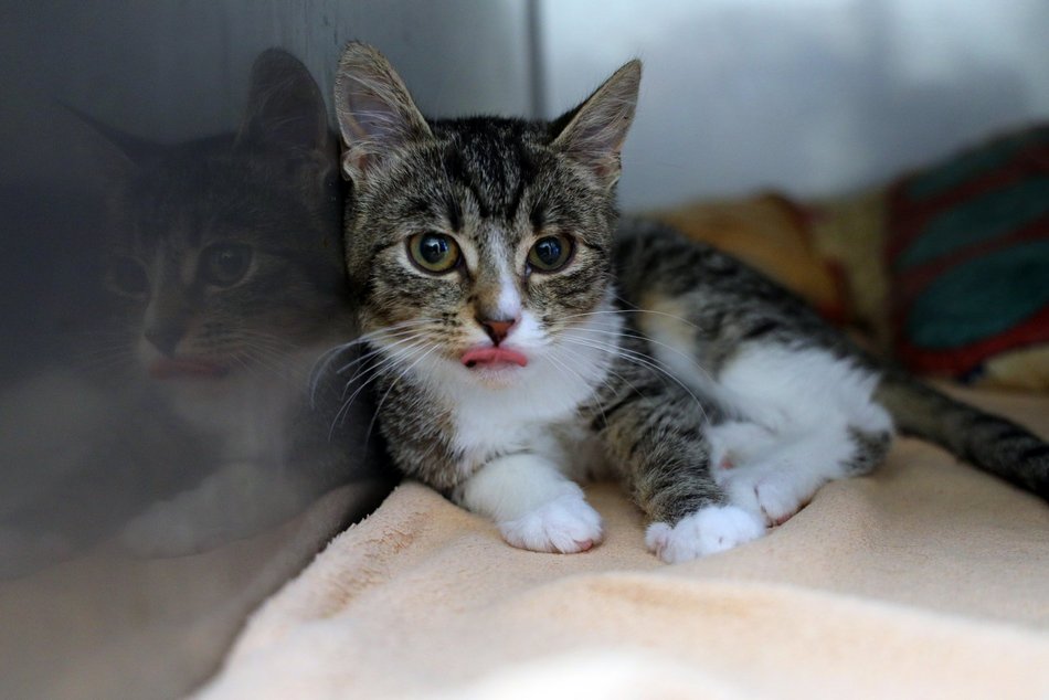 Schronisko w Łodzi. Mnóstwo zwierząt czeka na na nowy dom!