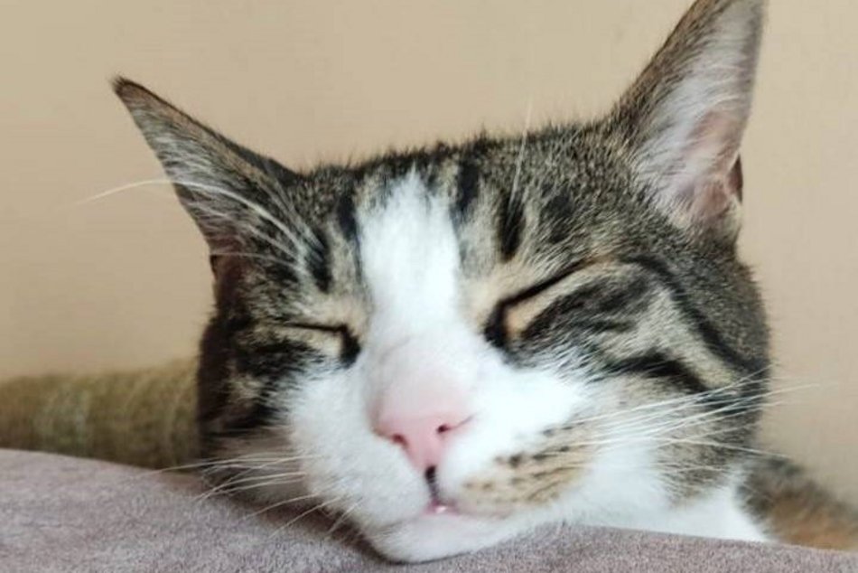 Łódź. Duduś czeka na nową rodzinę w schronisku w Łodzi