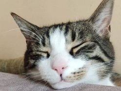 Łódź. Duduś czeka na nową rodzinę w schronisku w Łodzi