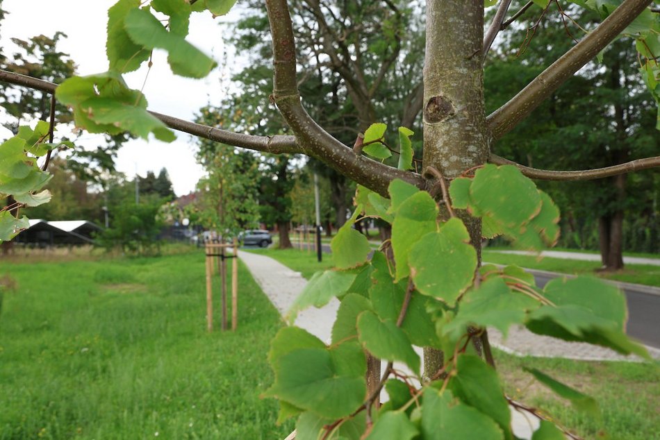 Łódź. Prawie 100 nowych drzew w Łodzi! Jesiony, lipy pojawiły się w centrum miasta