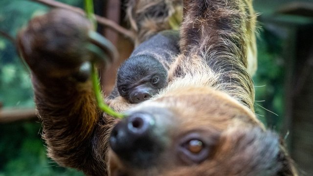 Leniwiec urodził się w Orientarium Zoo Łódź! Ta buźka poprawi nastrój w deszczowy dzień [ZDJĘCIA]