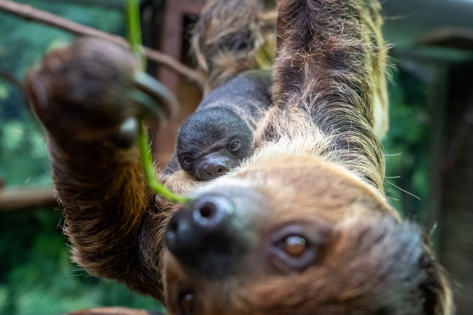 Łódź. Leniwiec urodził się w Orientarium Zoo Łódź! Ta buźka poprawi nastrój w deszczowy dzień