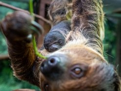 Łódź. Leniwiec urodził się w Orientarium Zoo Łódź! Ta buźka poprawi nastrój w deszczowy dzień