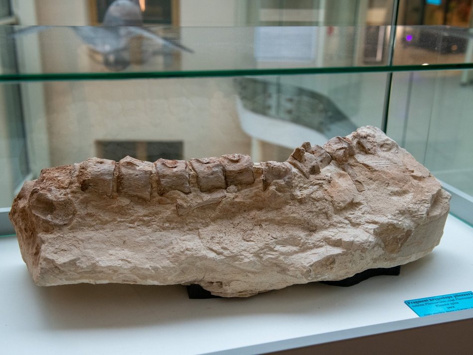 Łódź. Odkryj Muzeum Przyrodnicze w Łodzi. To niezwykły świat zwierząt, dinozaurów, tajemnic natury i przygód!