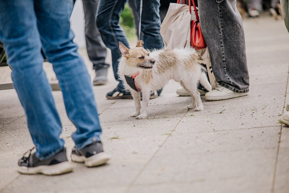 Łódź. Parada Kundelków na Piotrkowskiej