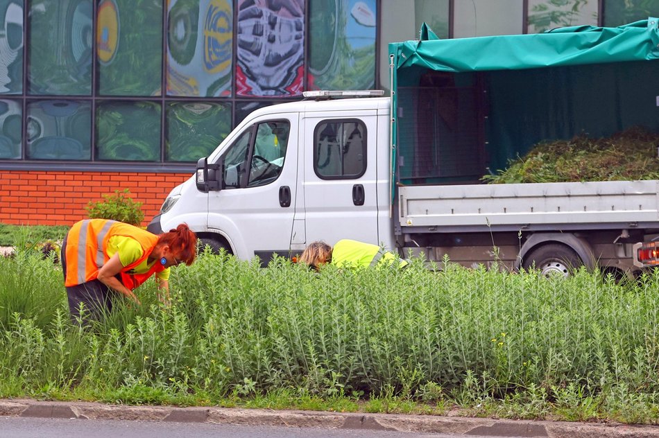 Precz z chwastami przy Kopcińskiego. Tak dba się o zieleń w Łodzi