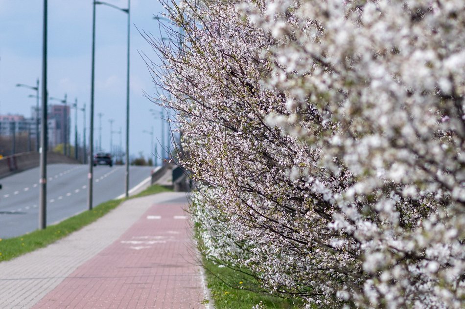 Łódź. Biało-różowy zawrót głowy na Rokicińskiej w Łodzi. Kwitnąca przyroda wygląda, jak z bajki!