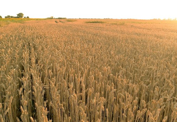 fot. Envato Elements