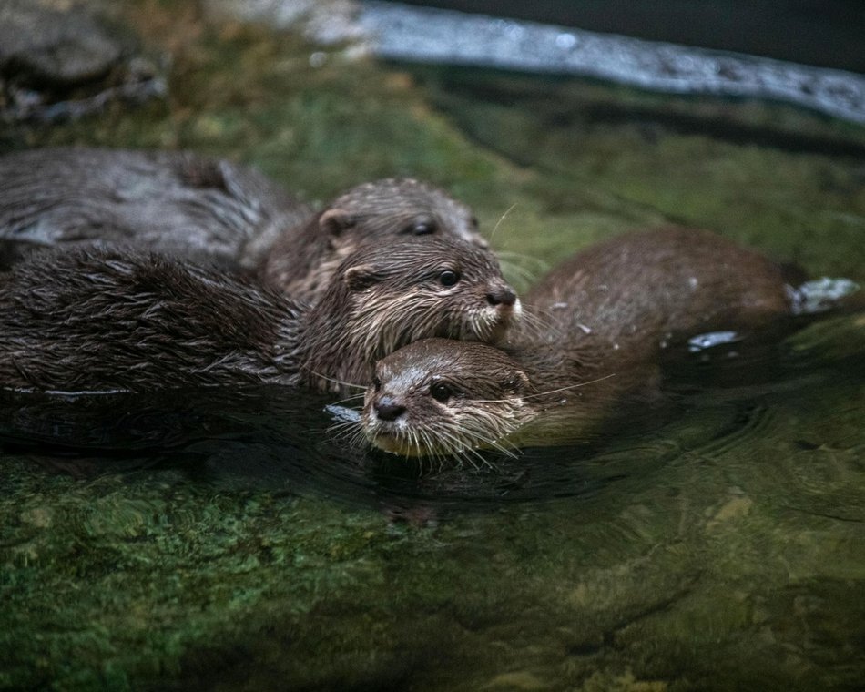 wydry, orientarium zoo lodz