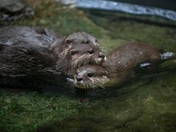 wydry, orientarium zoo lodz