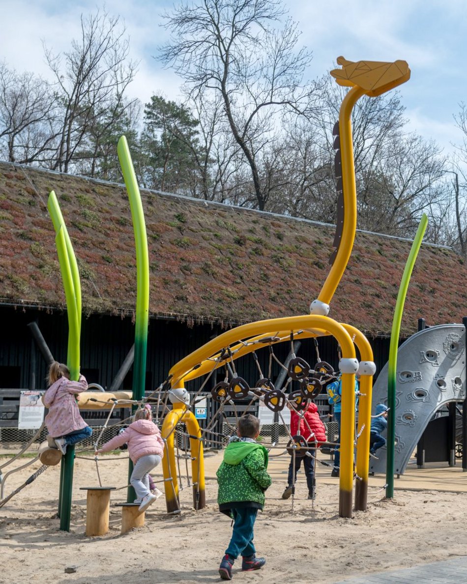 Łódź. Nowa żyrafa w Orientarium Zoo Łódź. Musisz ją poznać!