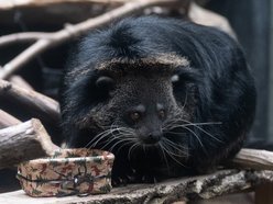 Łódź. Dzień Binturonga w Orientarium Zoo Łódź