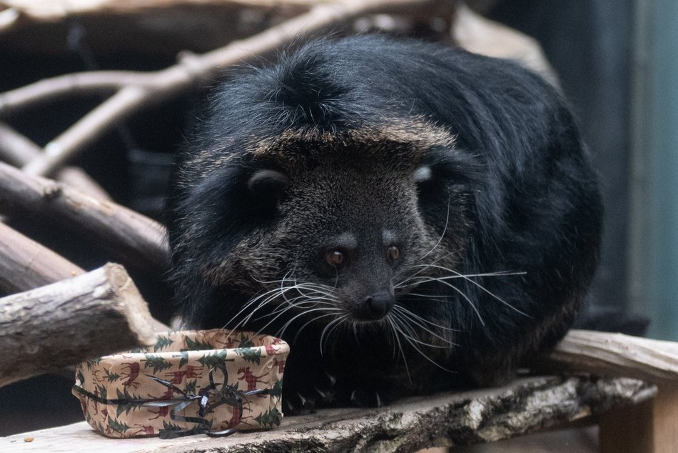 Łódź. Dzień Binturonga w Orientarium Zoo Łódź