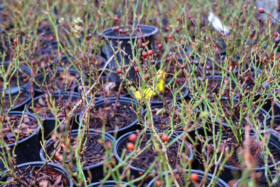 Sadzenie drzew i krzewów przy ul. Legionów