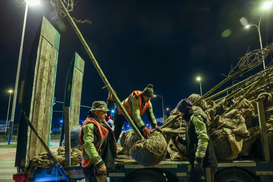 Łódź. Nowe drzewa przy Jana Pawła II