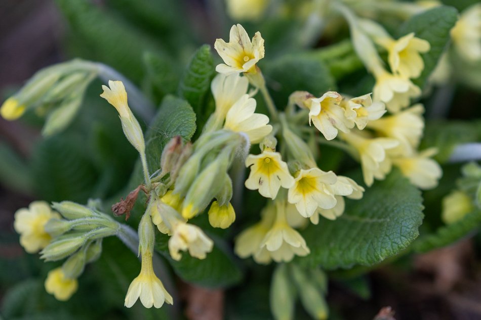 Wiosenny Ogród Botaniczny w Łodzi. Spacer wśród budzącej się do życia przyrody