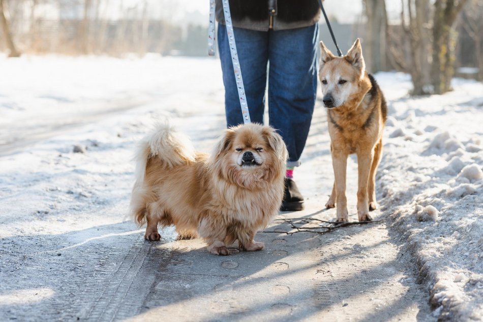 Łódź. Pani Iza i psy adoptowane ze schroniska w Łodzi