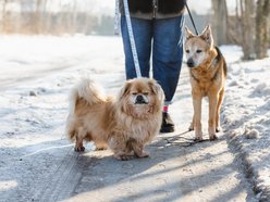 Łódź. Pani Iza i psy adoptowane ze schroniska w Łodzi