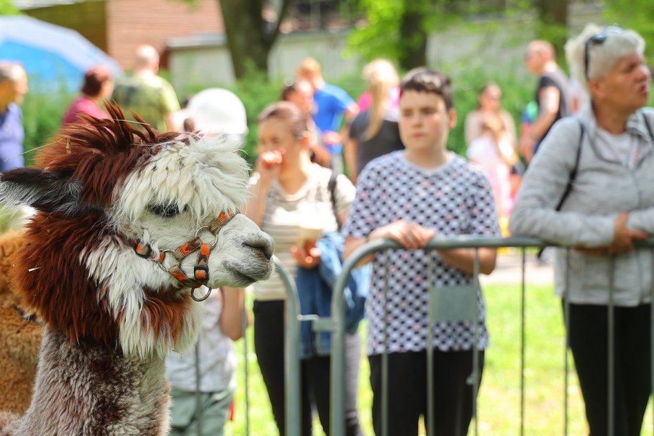 Łódź. Piknik na Młynku w Łodzi. Dmuchańce, alpaki, gigantyczne kręgle i rowery wodne