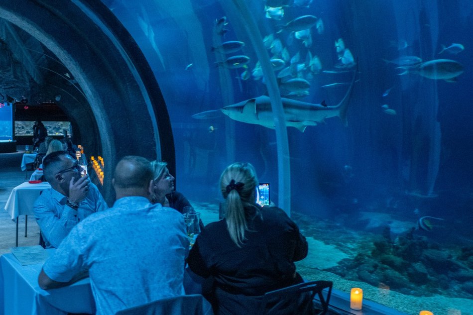 Łódź. Walentynki w Orientarium Zoo Łódź. Przysmaki, koncert na harfie i... zaręczyny