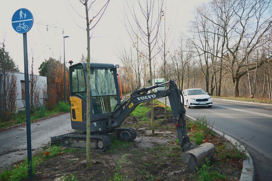 Niemal 300 nowych drzew na ul. Szczecińskiej w Łodzi