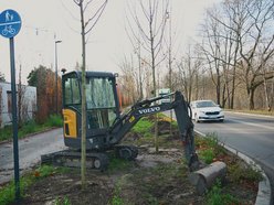 Niemal 300 nowych drzew na ul. Szczecińskiej w Łodzi
