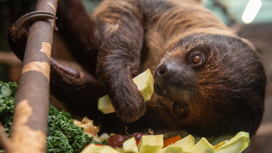 Orientarium Zoo Łódź - pokazowe karmienie