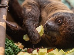 Orientarium Zoo Łódź - pokazowe karmienie