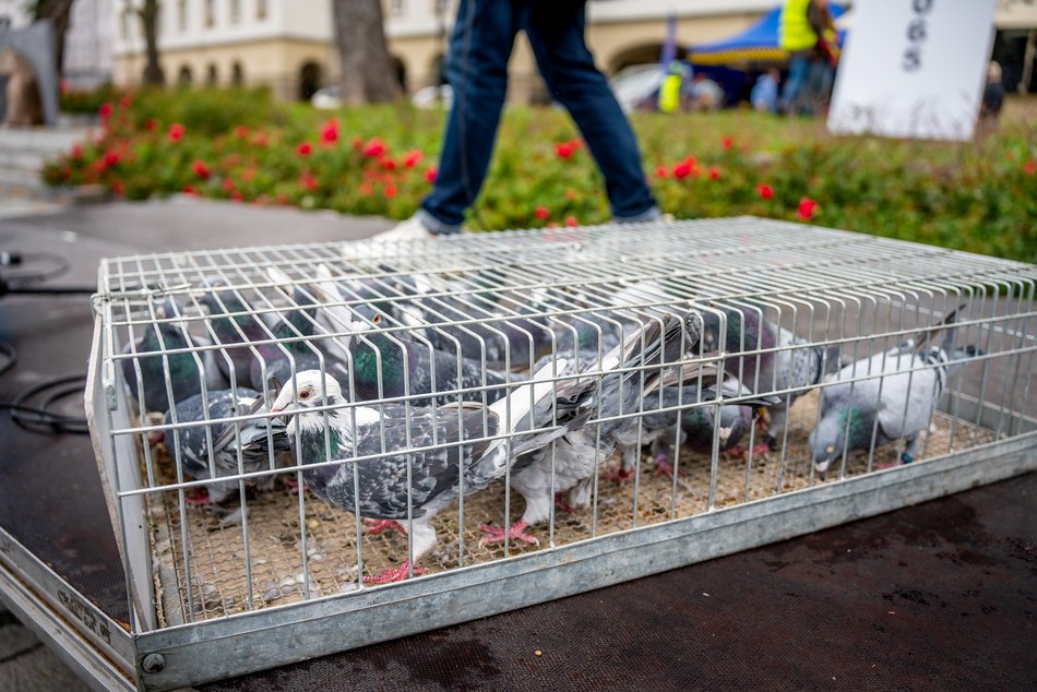 Światowy Dzień Zwierząt w Łodzi
