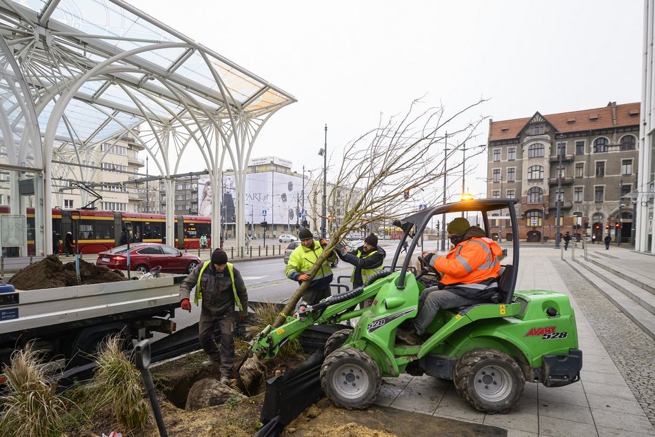 Wiśnie kanzan przy hotelu Hilton w Łodzi