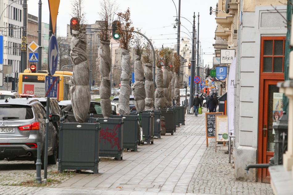 Zabezpieczanie zieleni w Łodzi na zimę