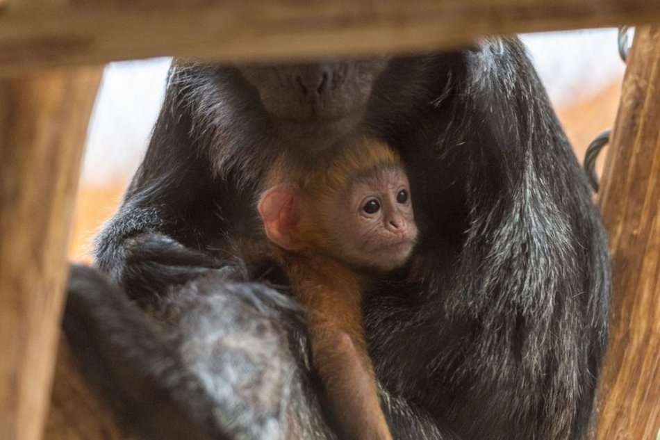 Łódź. Nowy mieszkaniec w Orientarium Zoo Łódź! To rzadki gatunek z Azji Południowo-Wschodniej