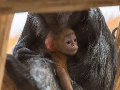 Łódź. Nowy mieszkaniec w Orientarium Zoo Łódź! To rzadki gatunek z Azji Południowo-Wschodniej