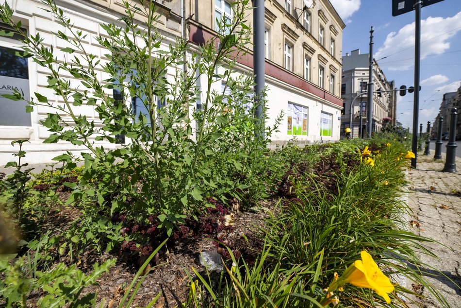Nowe rośliny w centrum Łodzi!