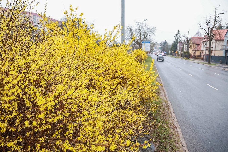 Łódź. Wiosna w pełni przy Julianowskiej. Zakwitły żółte forsycje