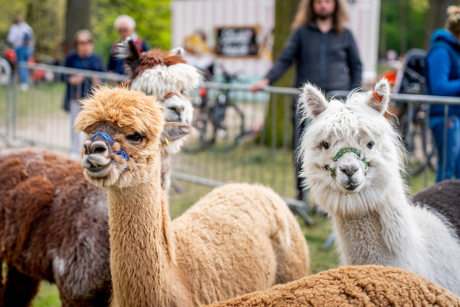 Łódź. Piknik w Arturówku. Łodzianie rozpoczęli majówkę 2025 nad wodą