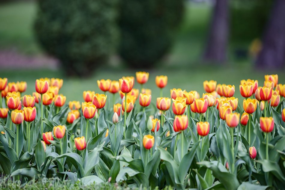 Morze tulipanów w Ogrodzie Botanicznym w Łodzi. Nie możesz tego przegapić