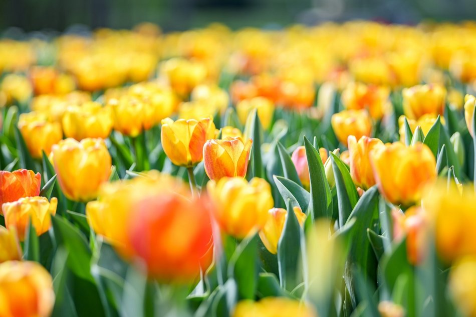 Morze tulipanów w Ogrodzie Botanicznym w Łodzi. Nie możesz tego przegapić