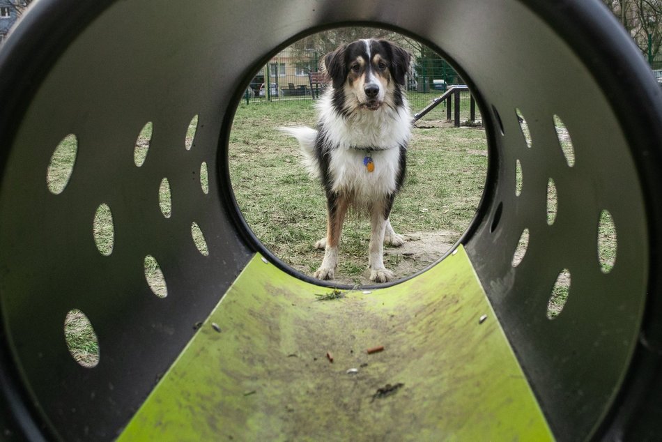 Łódź. Psi park na Widzewie 