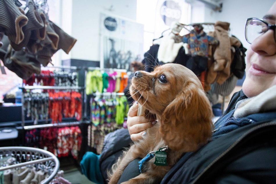 Łódź. Targi dla Zwierzaków w Łodzi. Przy Piotrkowskiej 217 znajdziesz unikalne akcesoria i smakołyki