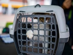 Łódź. Weterynarze w Łodzi całodobowo i w majówkę. Dokąd udać się z chorym zwierzakiem?